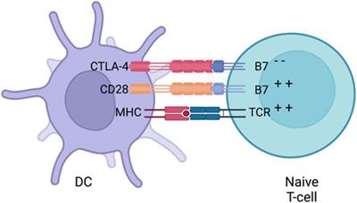 Cancer immunotherapies: A hope for the uncurable?